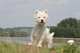 WESTIE 404